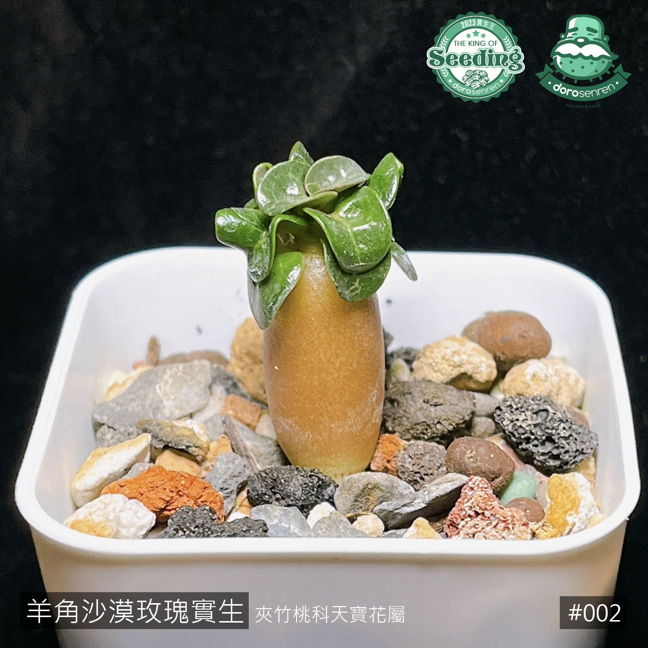 002 羊角沙漠玫瑰實生