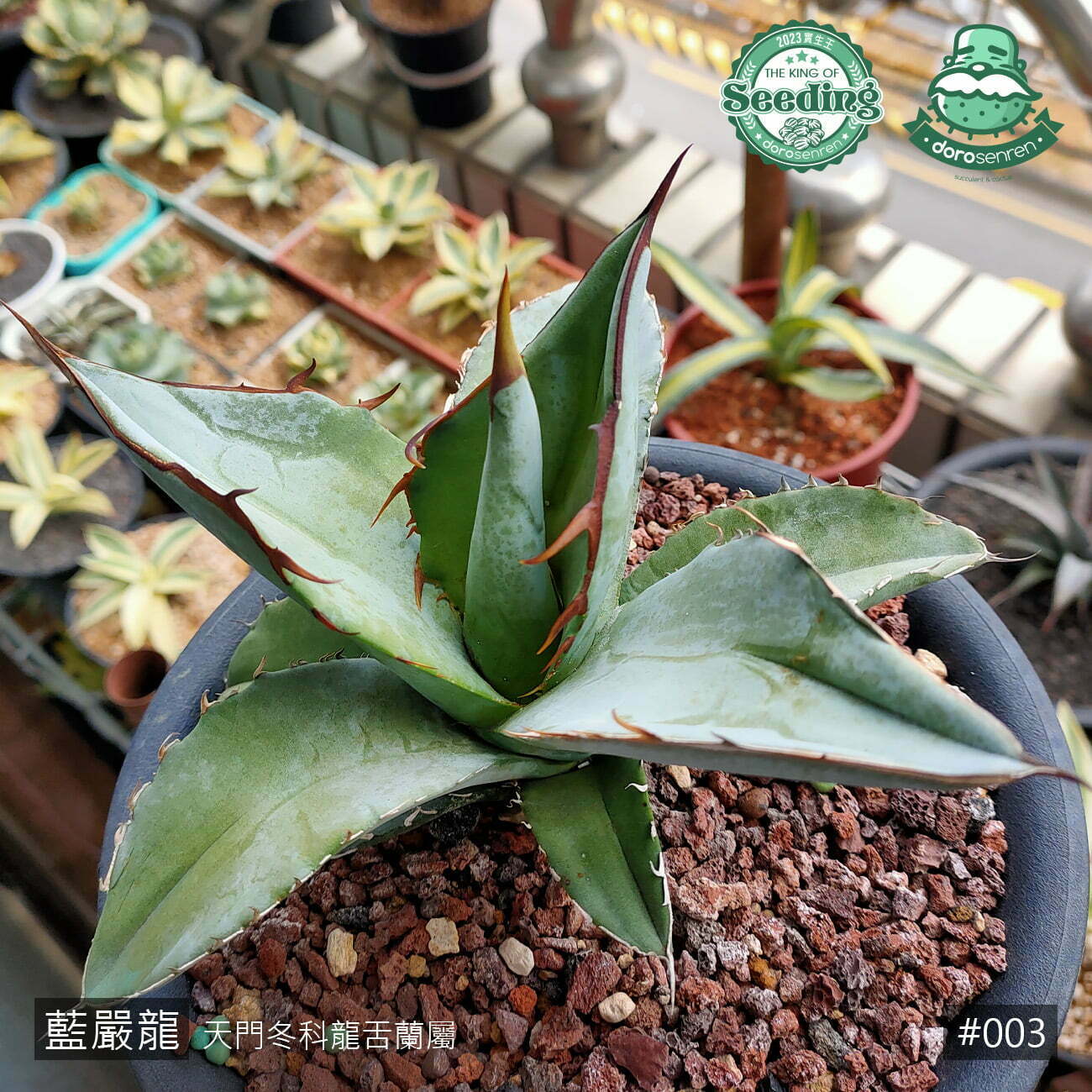 003 藍嚴龍