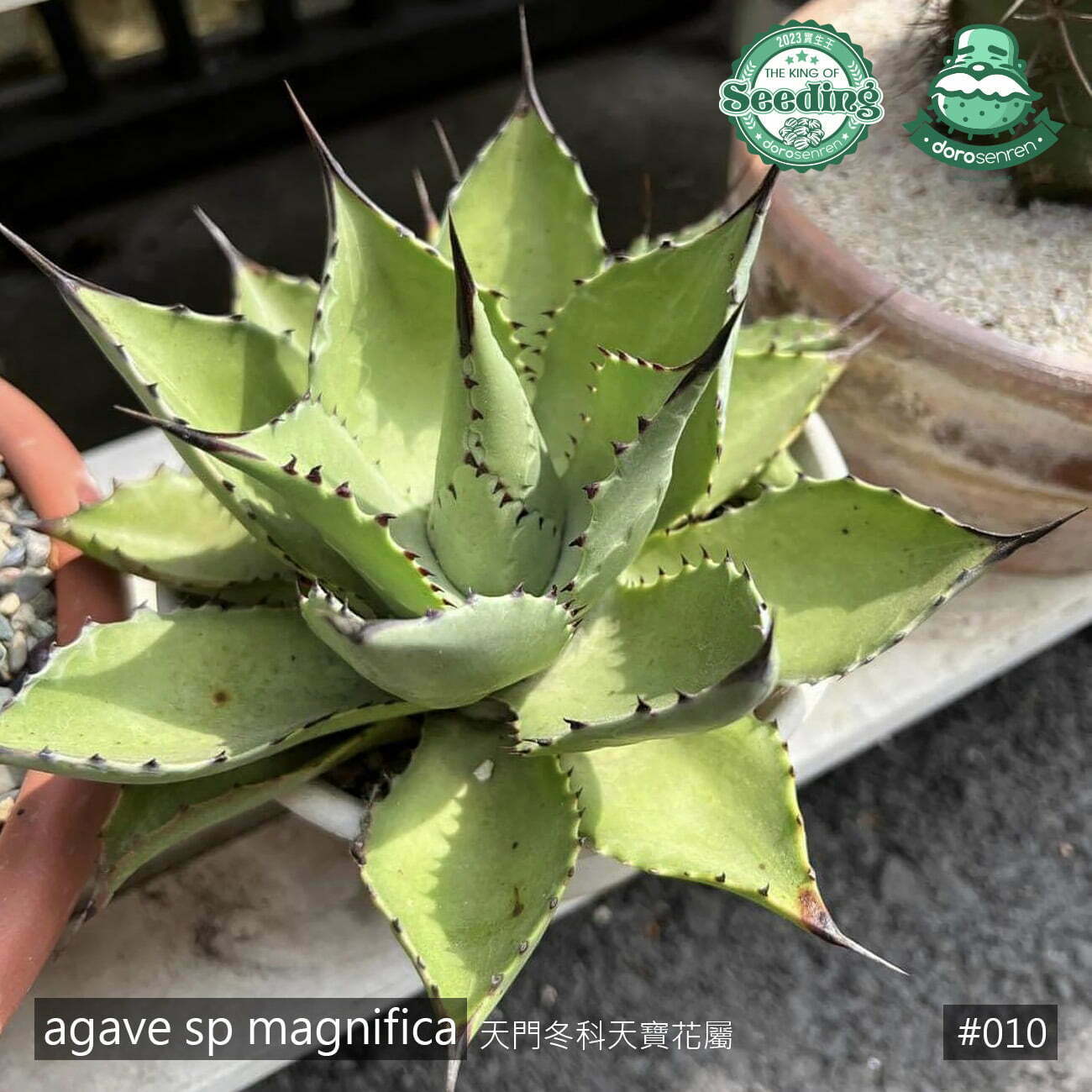 010 agave sp magnifica