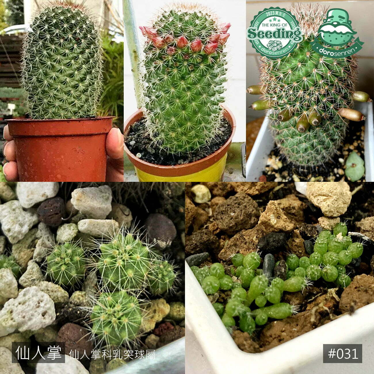 031 仙人掌