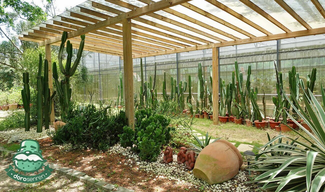 多肉植物術語 行話大補帖 3 b20101 1 02