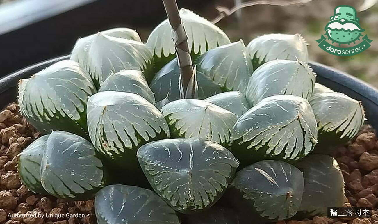 多肉植物術語 行話大補帖 6 b20101 2 05