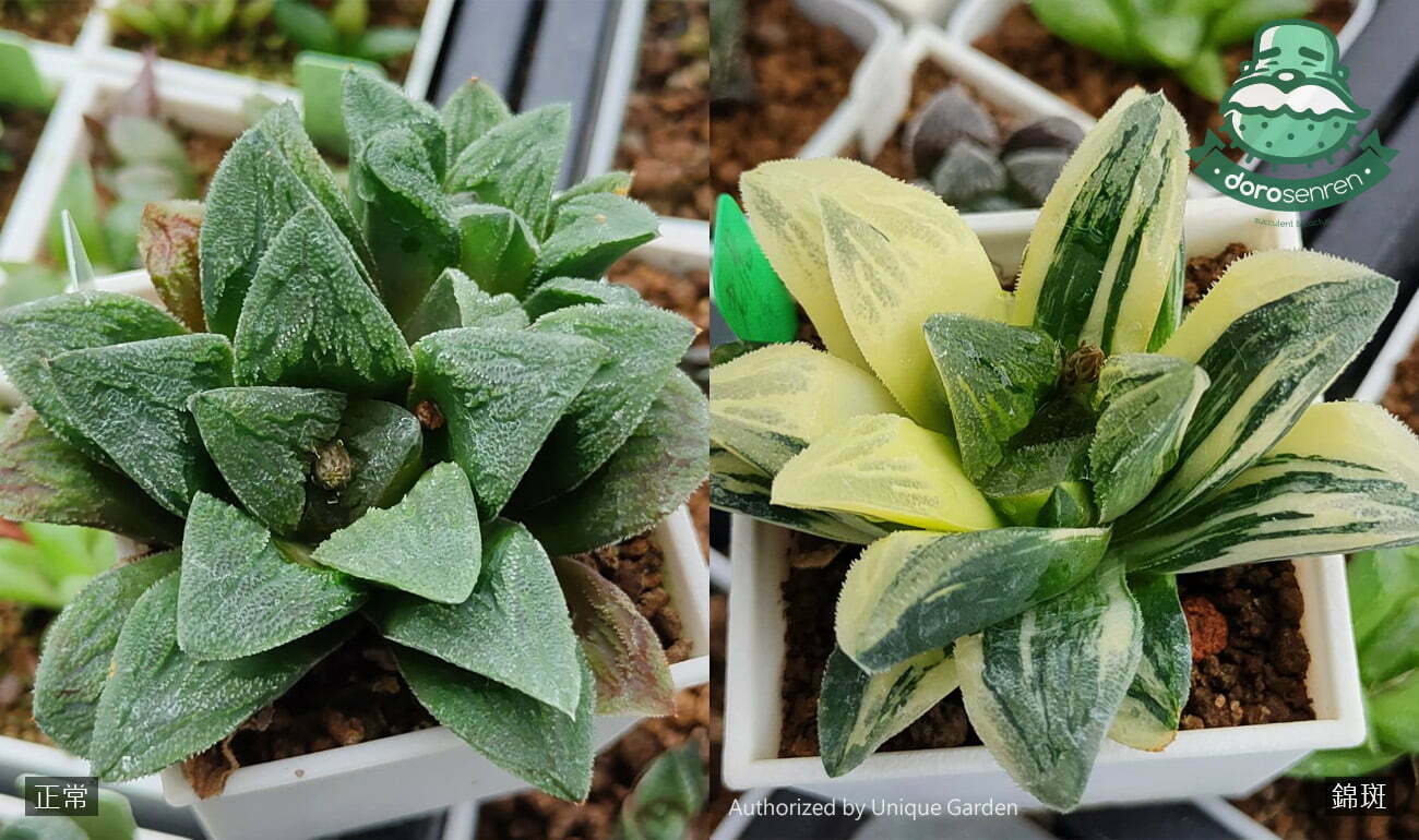 多肉植物術語 行話大補帖 23 b20101 3 03