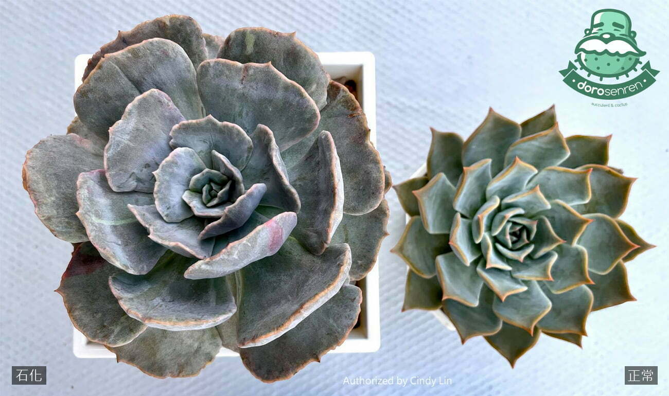 多肉植物術語 行話大補帖 16 b20101 3 05