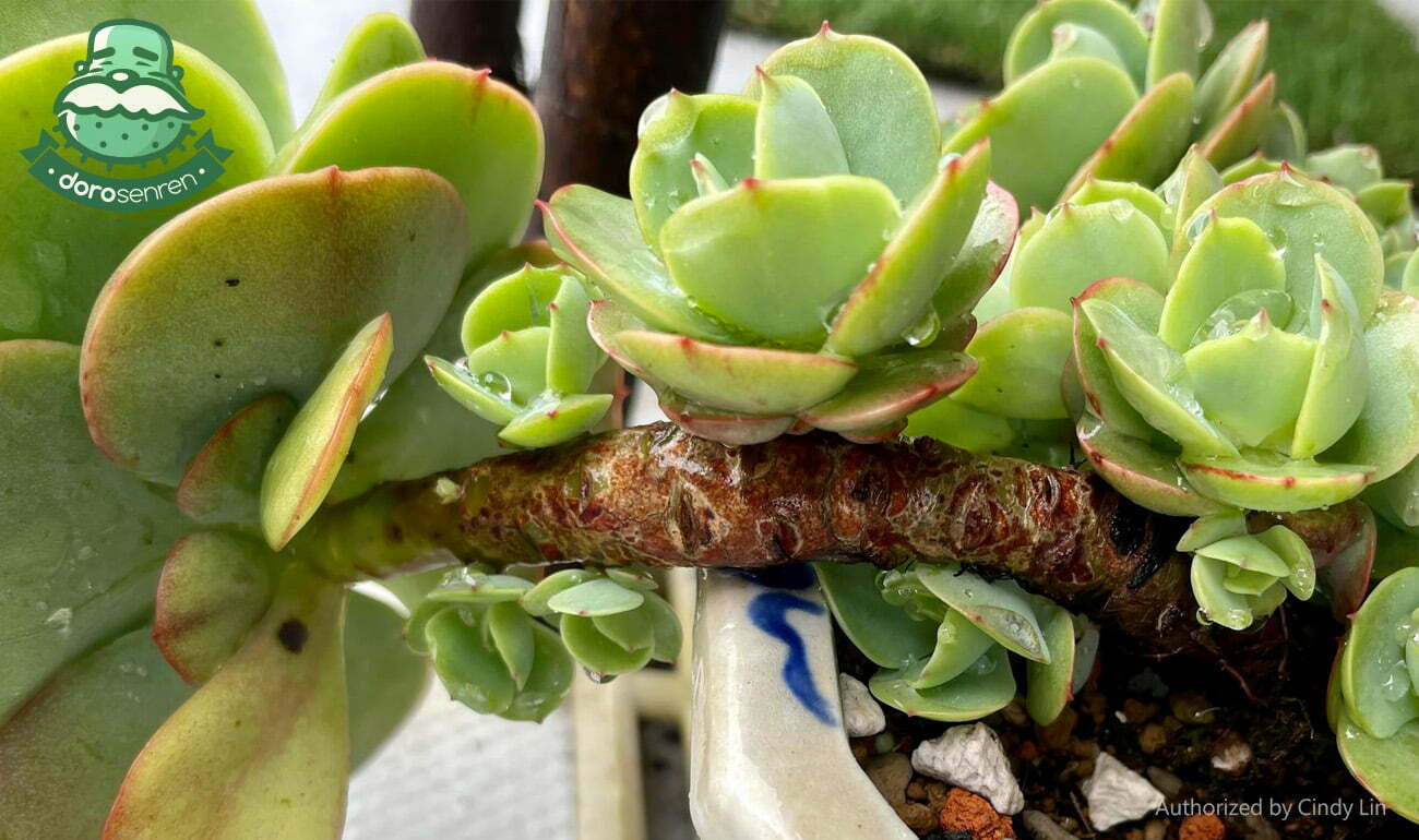 多肉植物術語 行話大補帖 18 b20101 3 14