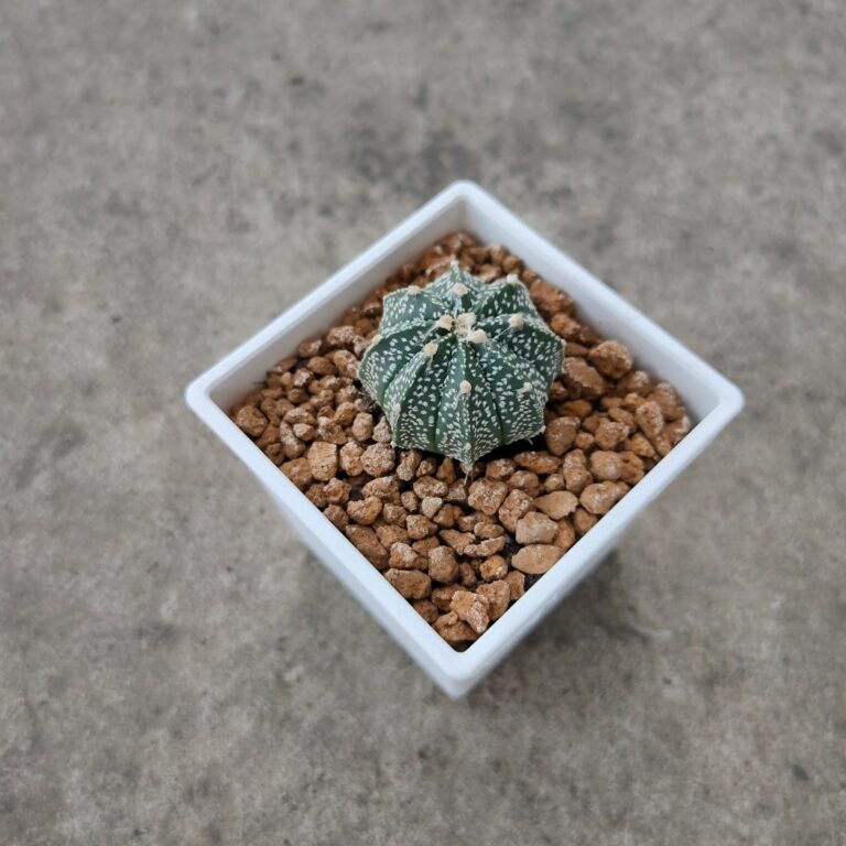 多肉仙人交易所