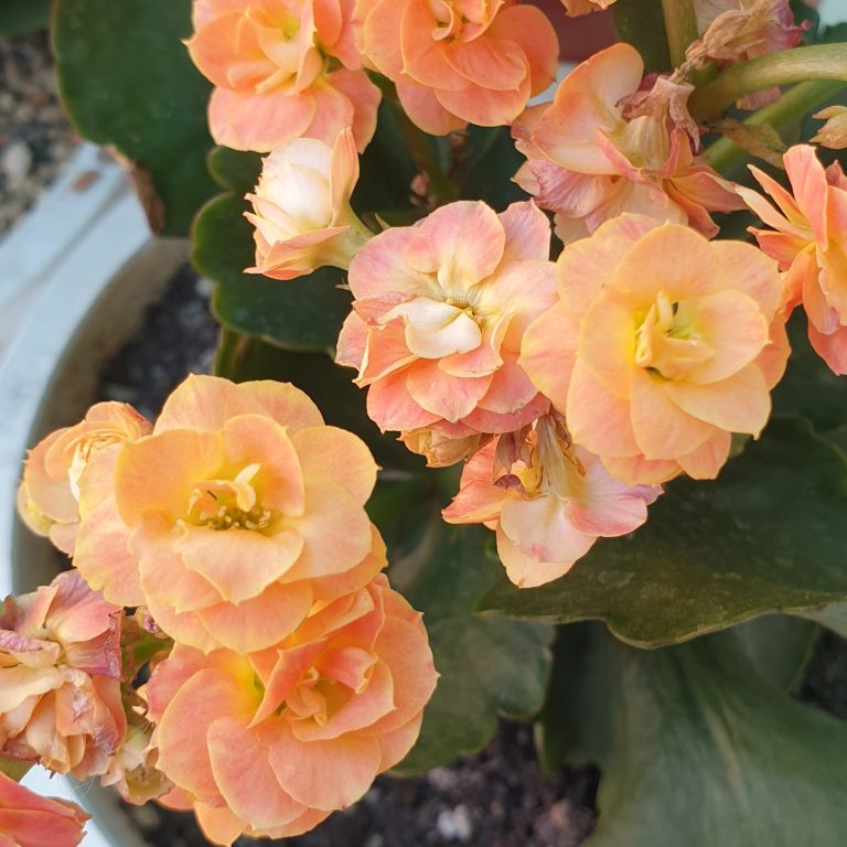 多肉仙人交易所