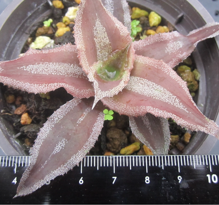 多肉仙人交易所