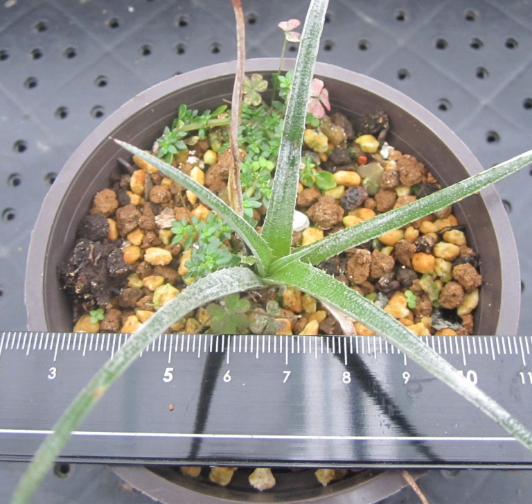 多肉仙人交易所