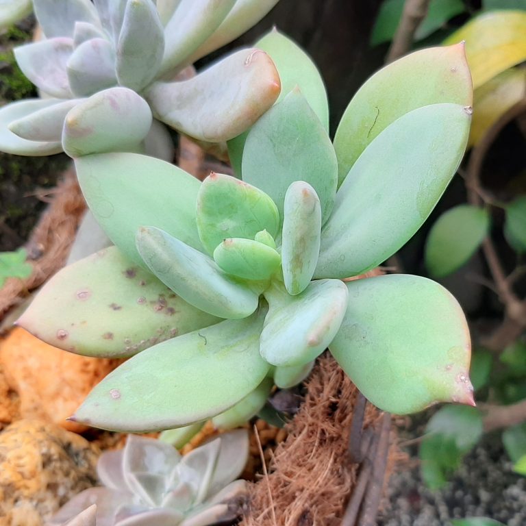 多肉仙人交易所