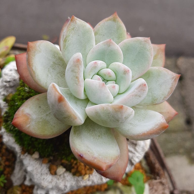 多肉仙人交易所