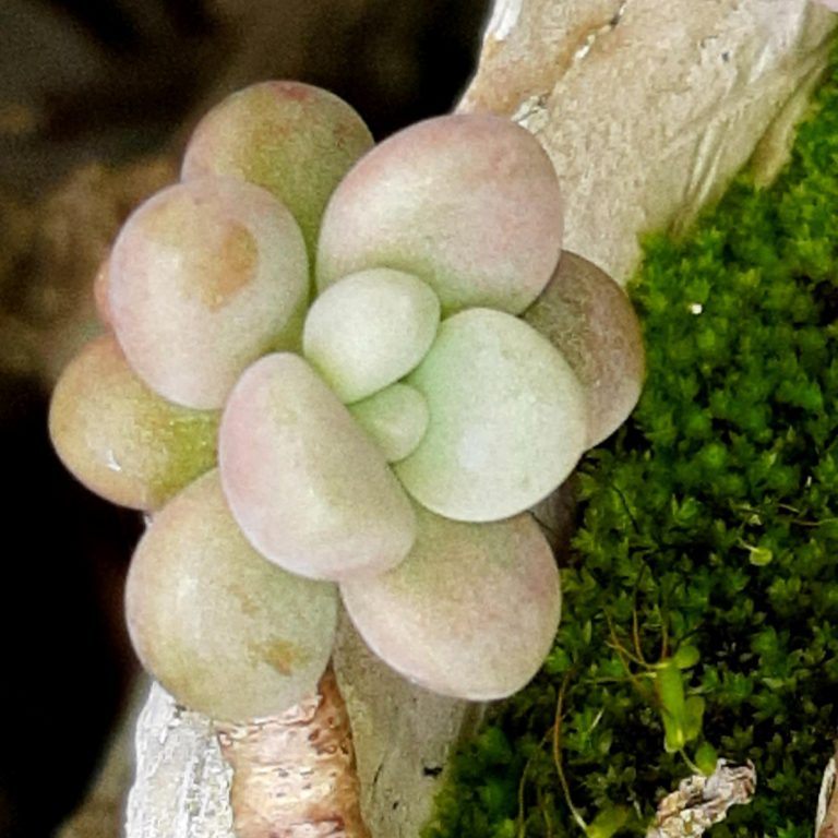 多肉仙人交易所