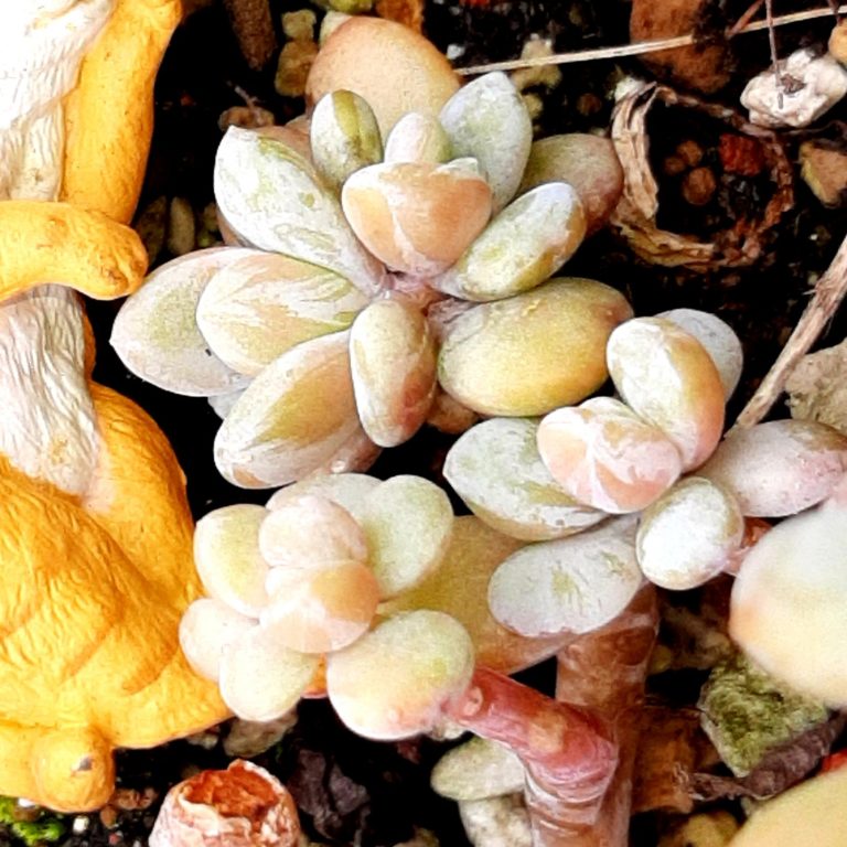 多肉仙人交易所