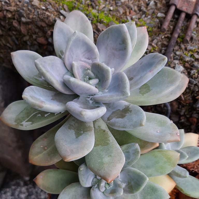 多肉仙人交易所