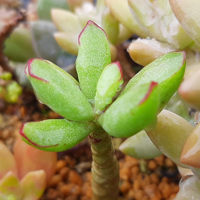 多肉仙人交易所