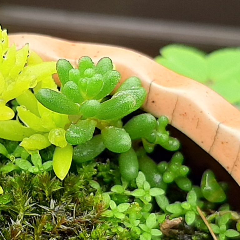 多肉仙人交易所