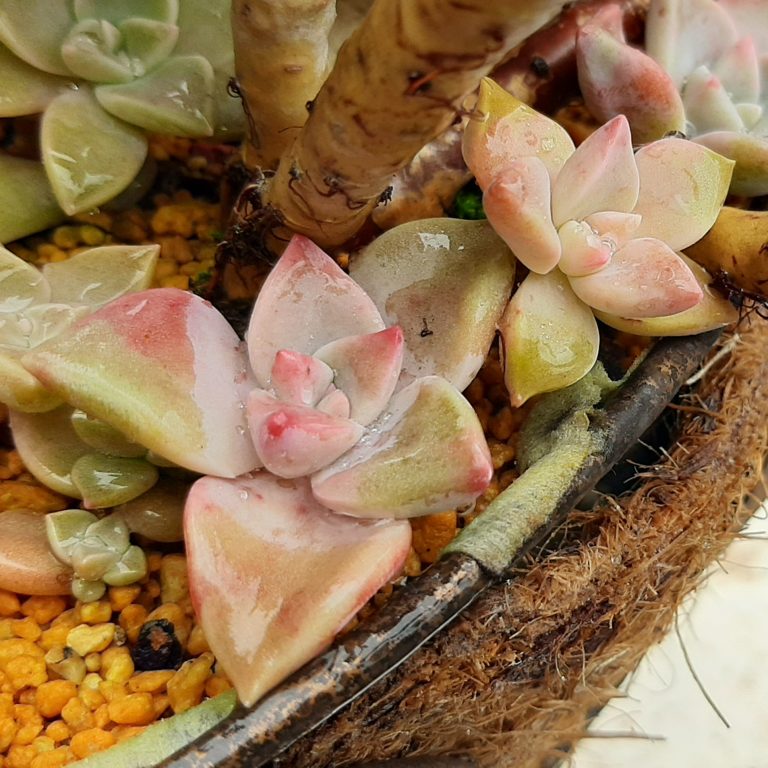 多肉仙人交易所