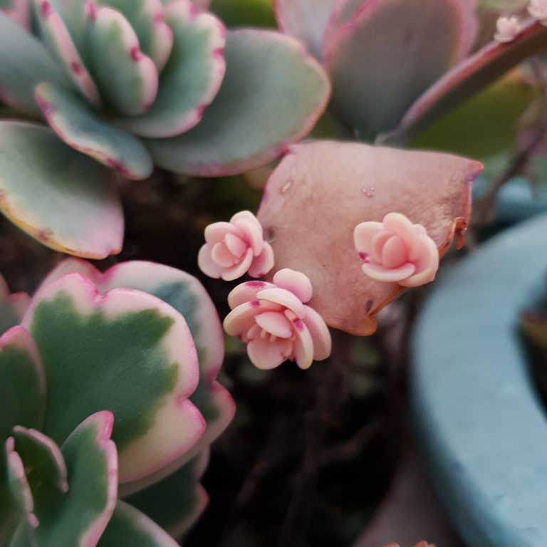 多肉仙人交易所