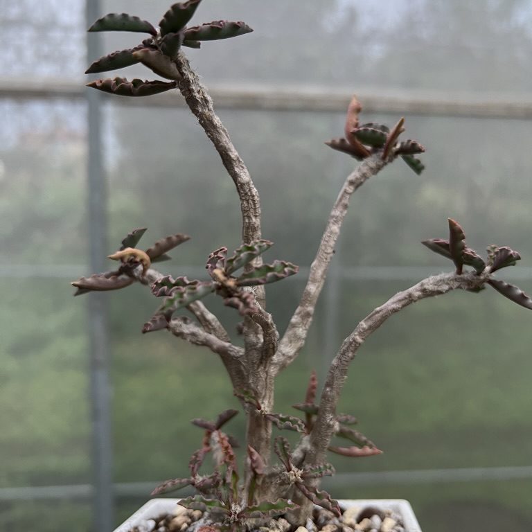 多肉仙人交易所