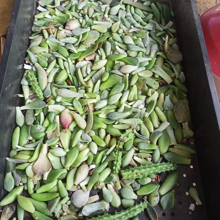 多肉仙人交易所