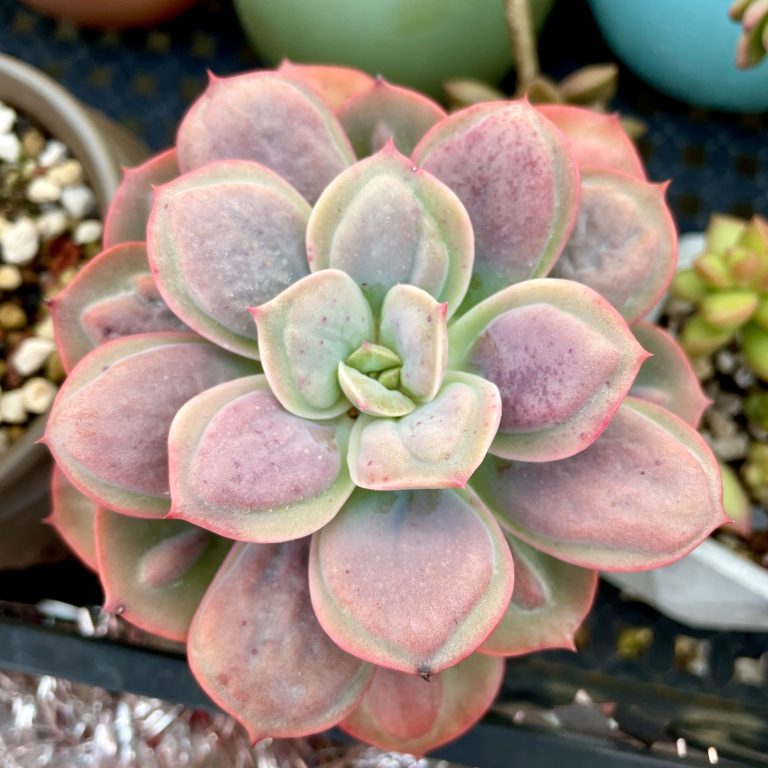 多肉仙人交易所