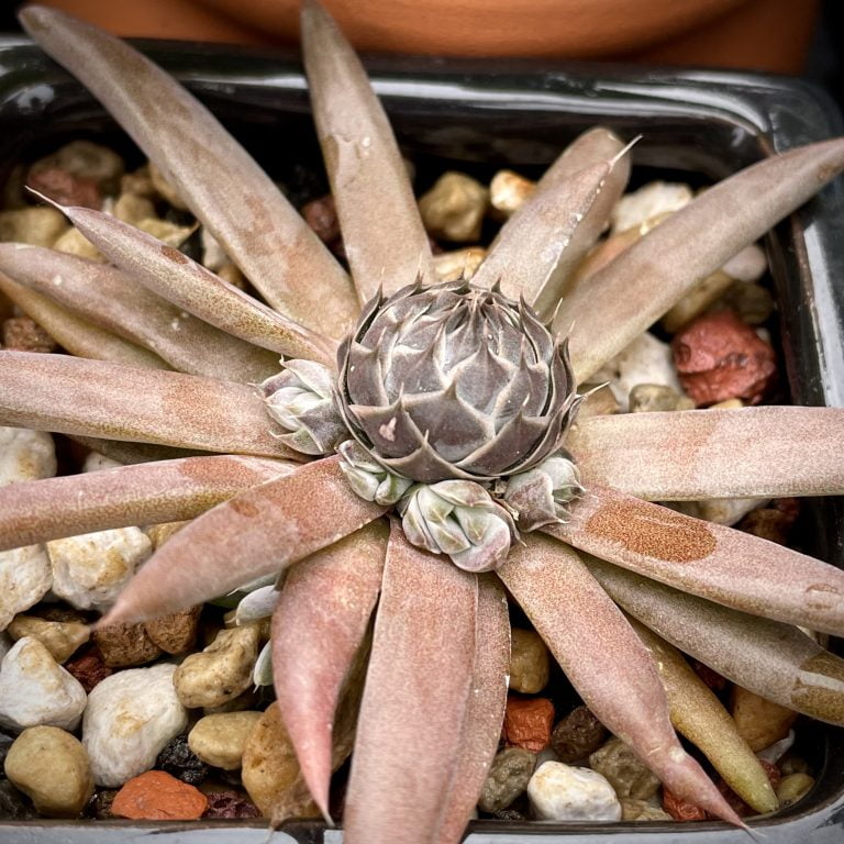 多肉仙人交易所