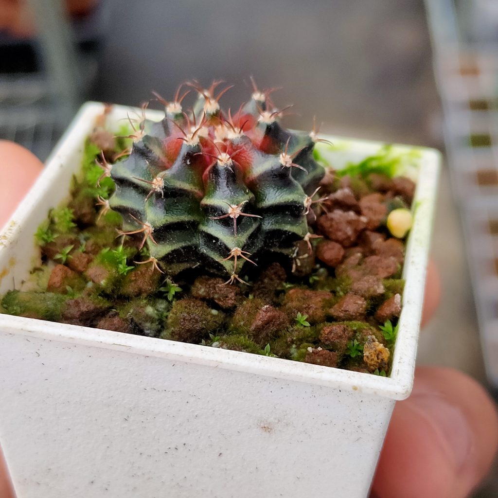 實生紅葉緋牡丹 Dorosenren 多肉仙人 實生紅葉緋牡丹 Dorosenren 多肉仙人