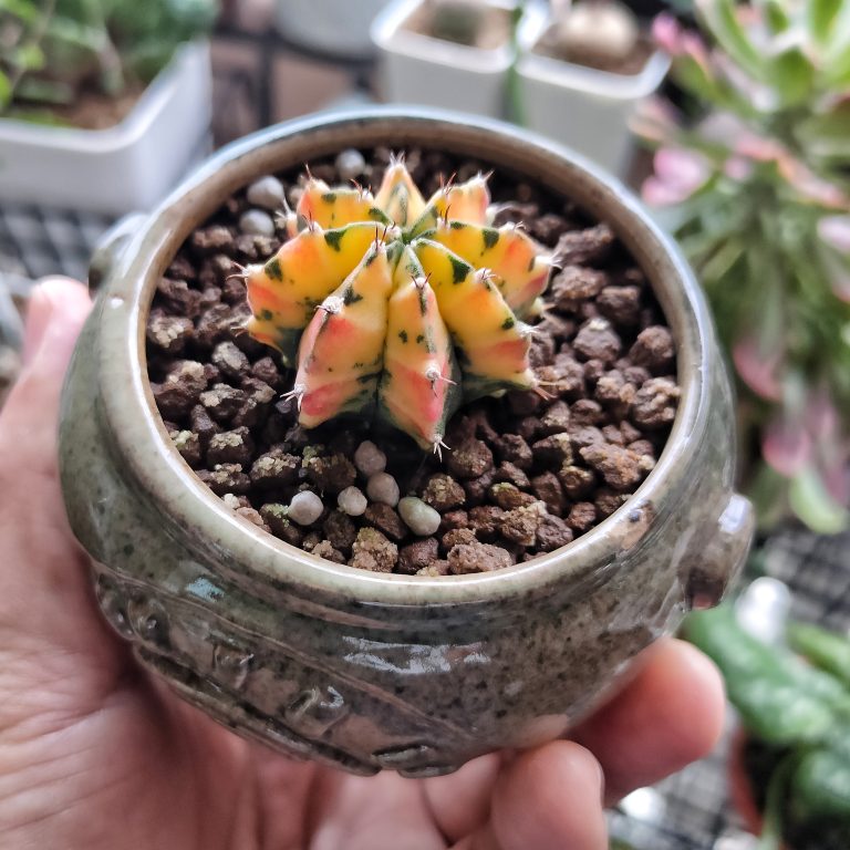 多肉仙人交易所