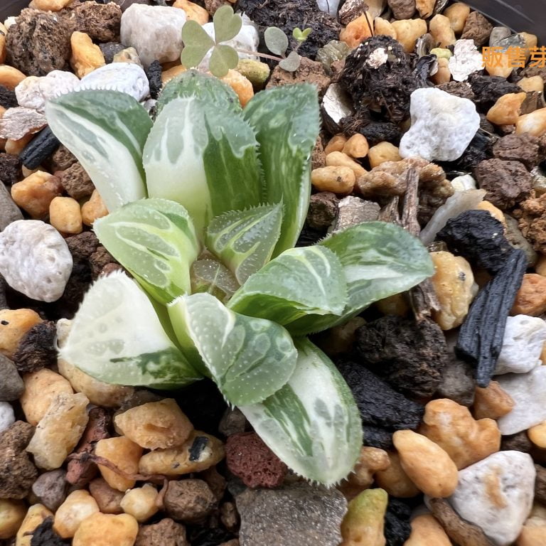 多肉仙人交易所