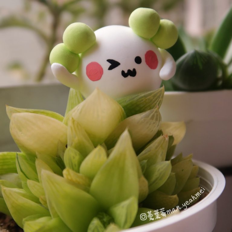 多肉仙人交易所