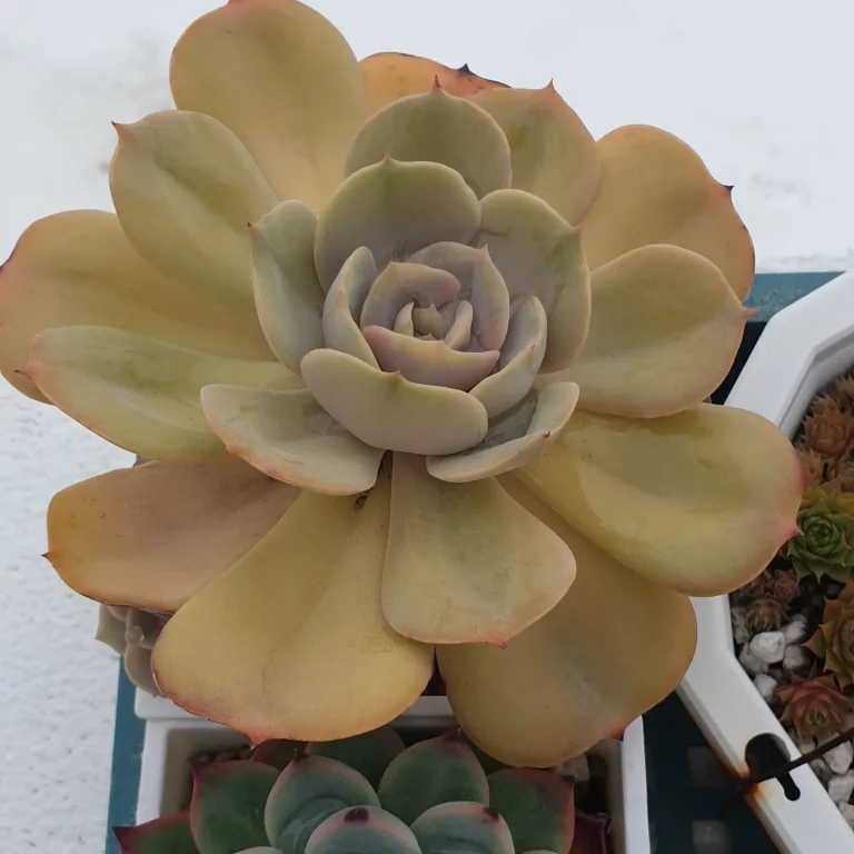 多肉仙人交易所