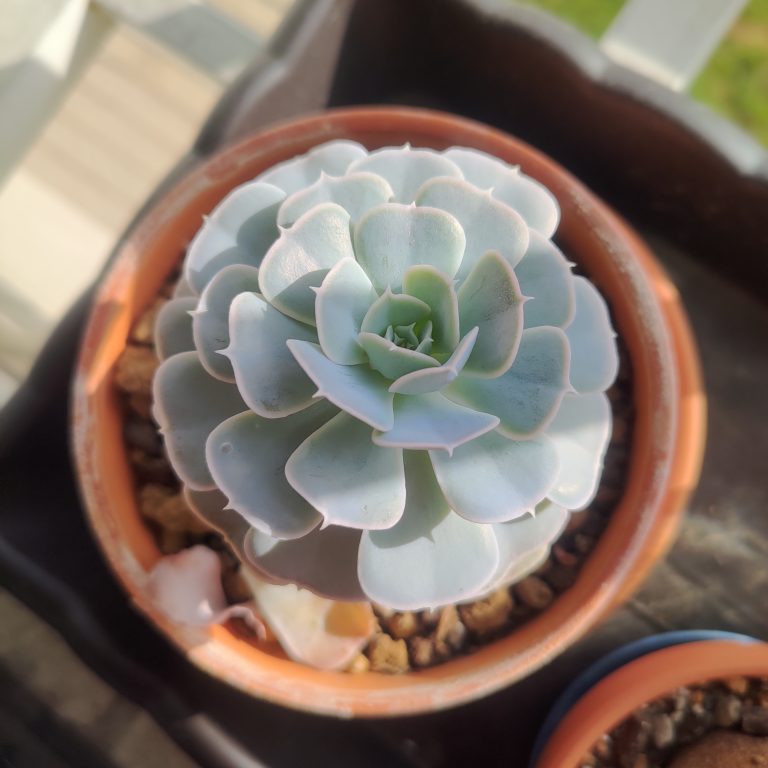 多肉仙人交易所