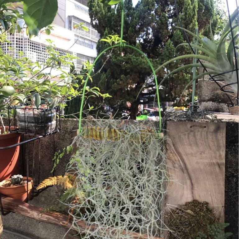 多肉仙人交易所