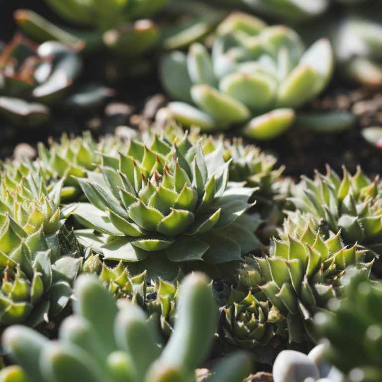 多肉仙人交易所