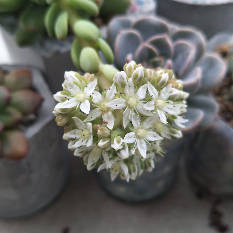 多肉仙人交易所