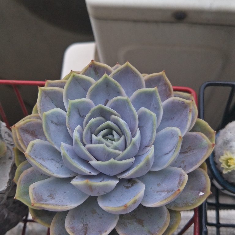 多肉仙人交易所