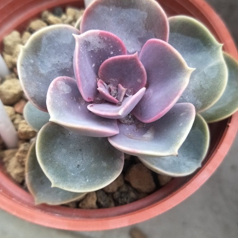 多肉仙人交易所