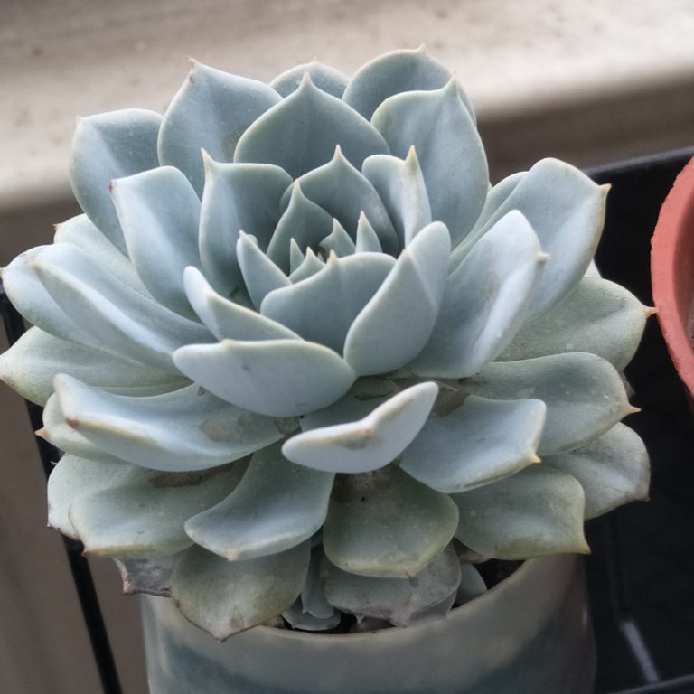 多肉仙人交易所