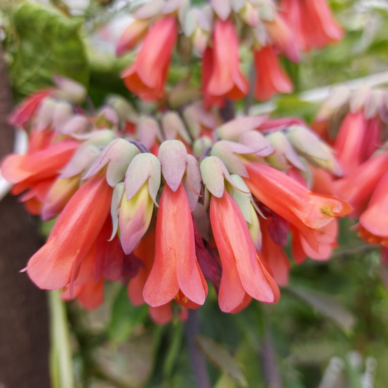 多肉仙人交易所