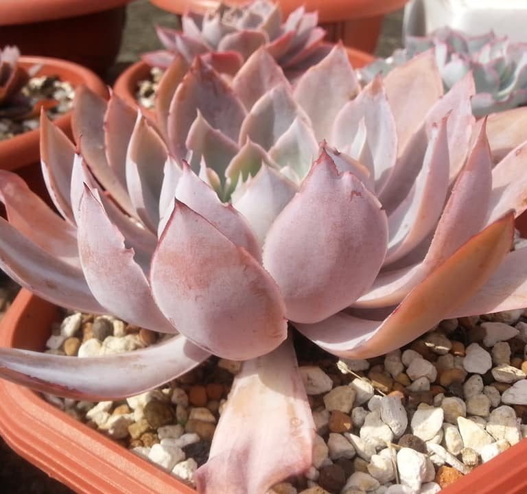 多肉仙人交易所