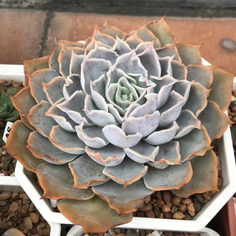 多肉仙人交易所