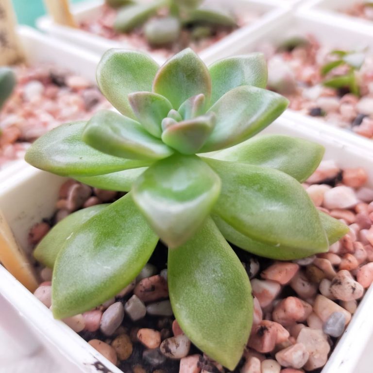 多肉仙人交易所