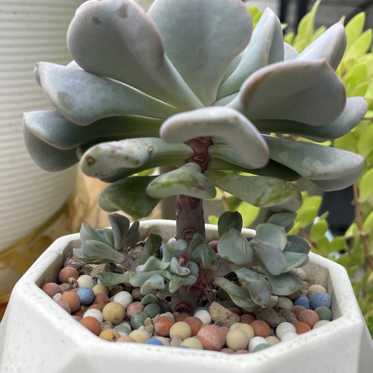 多肉仙人交易所