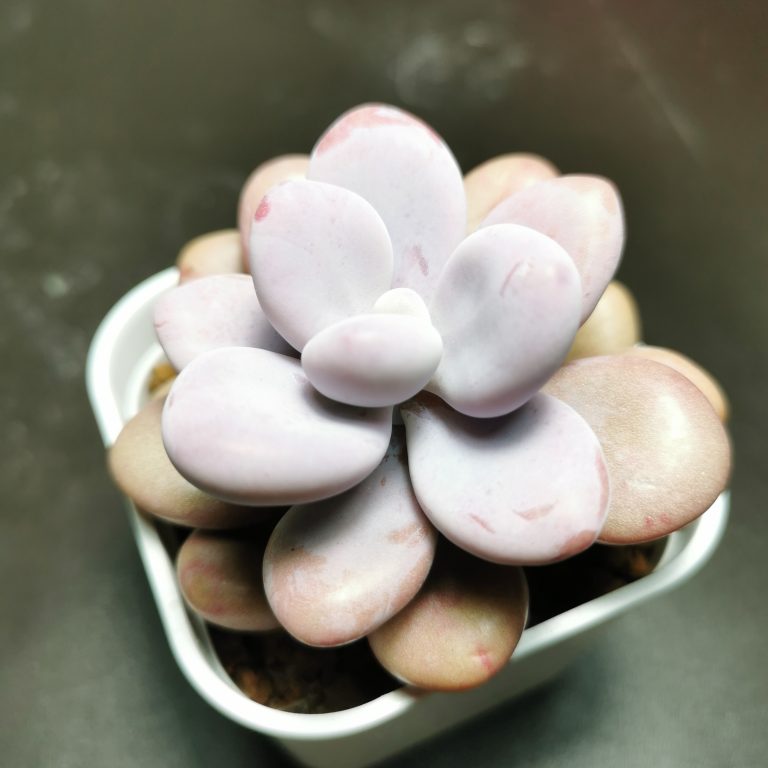 多肉仙人交易所