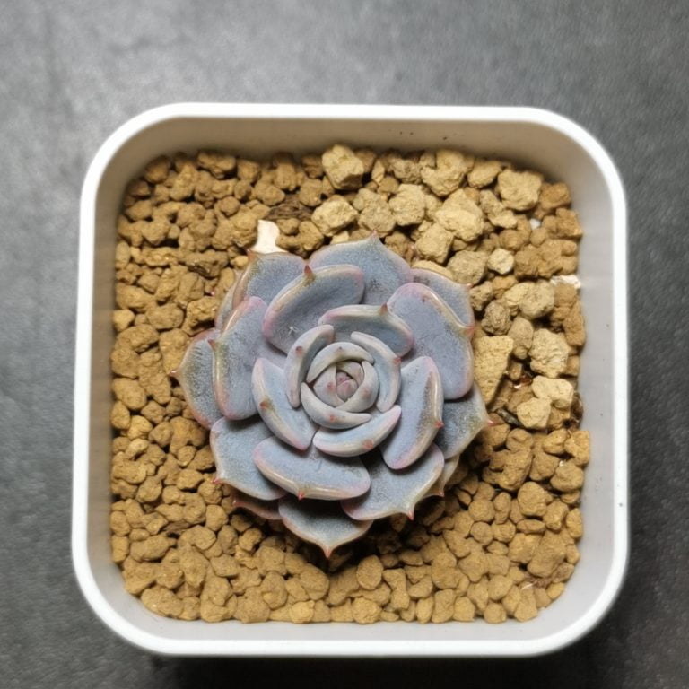 多肉仙人交易所