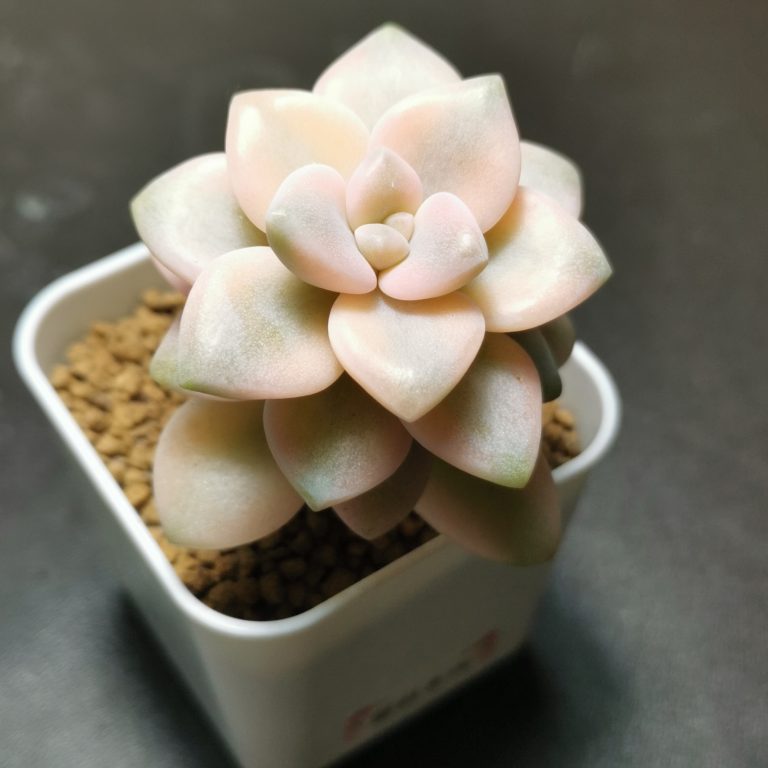 多肉仙人交易所