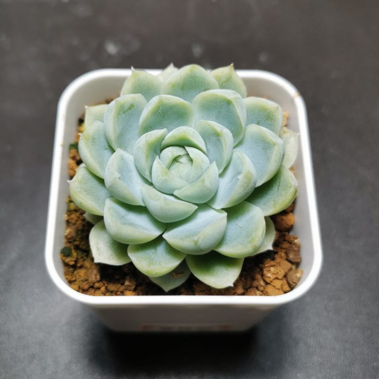 多肉仙人交易所