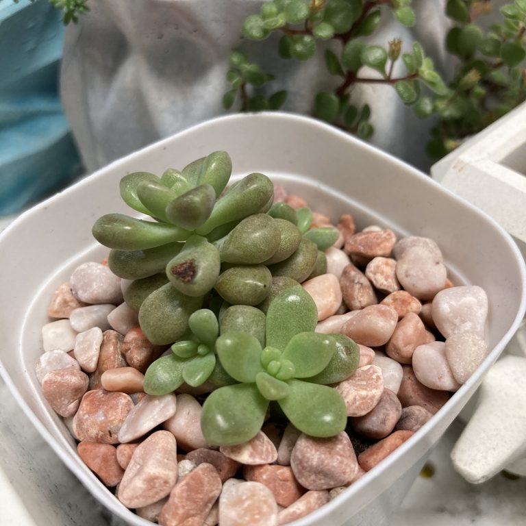 多肉仙人交易所