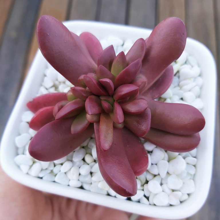 多肉仙人交易所