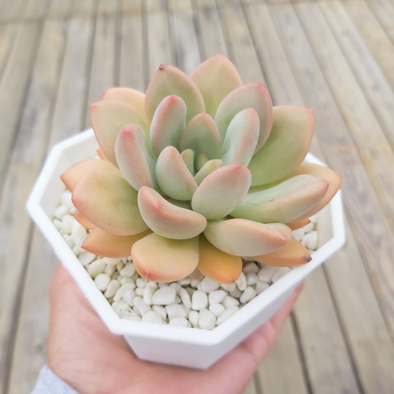 多肉仙人交易所